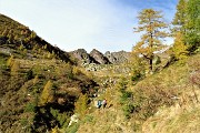 23 Ultimi larici sparsi all'inizio della salita in Valle Pianella 